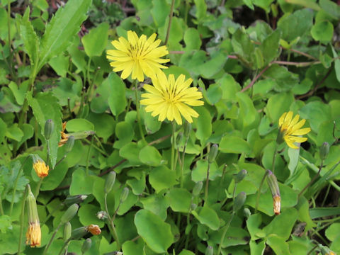 Ixeris stolonifera
