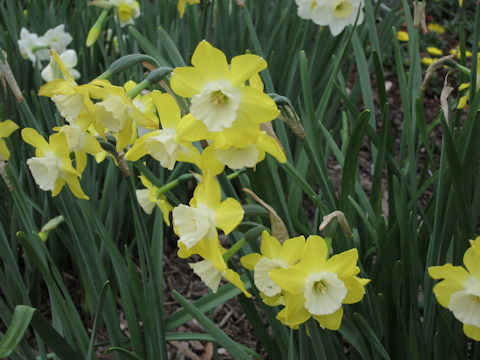 Narcissus jonquilla cv. Pipit