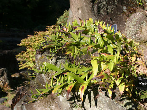 Tricyrtis macrantha