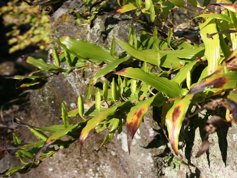 Tricyrtis macrantha