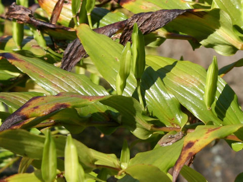 Tricyrtis macrantha