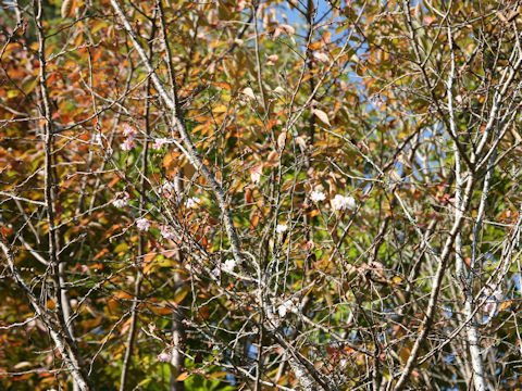 Prunus x subhirtella cv. Autumnalis