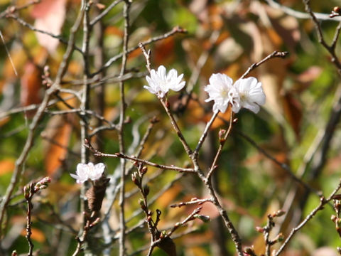 Prunus x subhirtella cv. Autumnalis