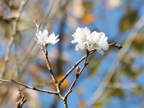 Prunus x subhirtella cv. Autumnalis