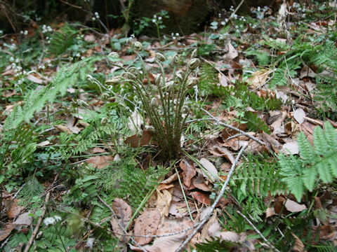 Polystichum tripteron