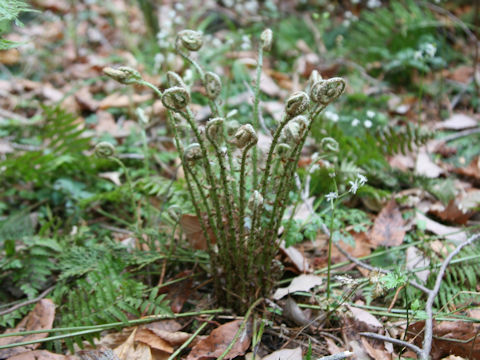 Polystichum tripteron