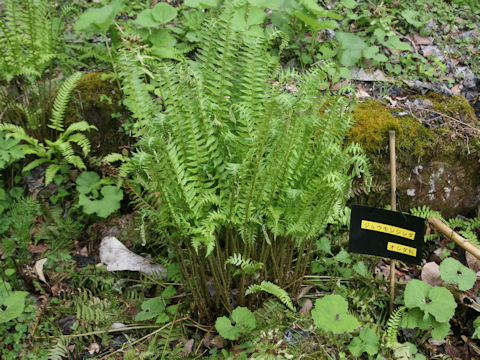 Polystichum tripteron