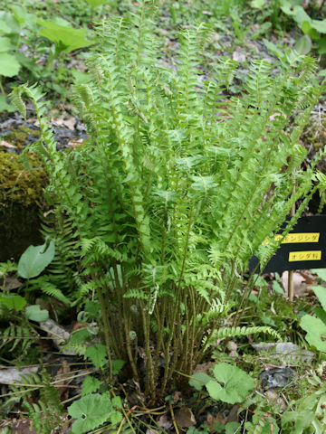 Polystichum tripteron