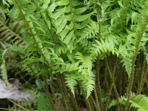 Polystichum tripteron