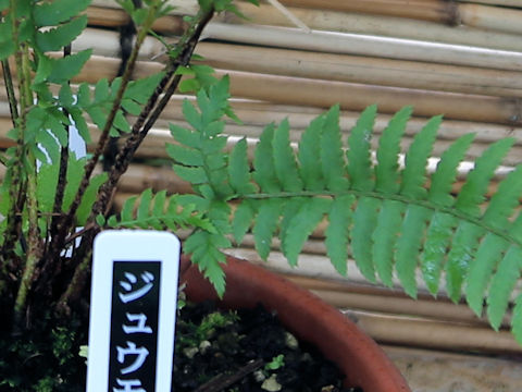 Polystichum tripteron