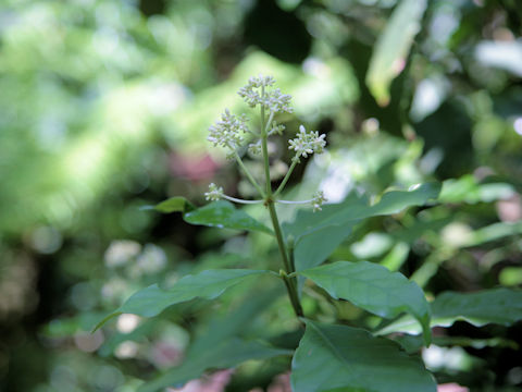 Psychotria viridiflora