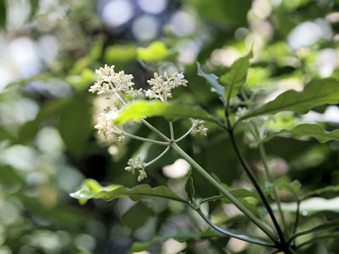 Psychotria viridiflora