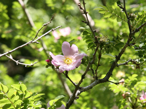 Rosa hirtula