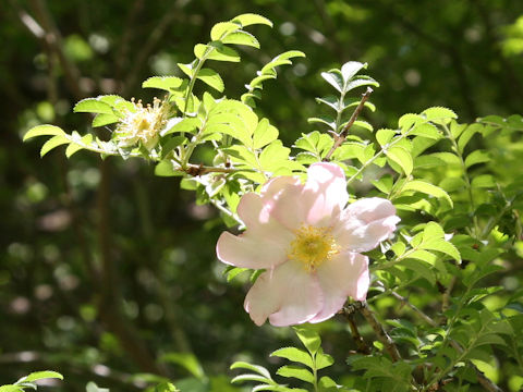 Rosa hirtula