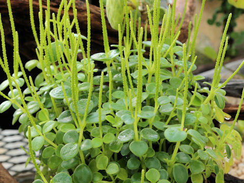 Peperomia japonica