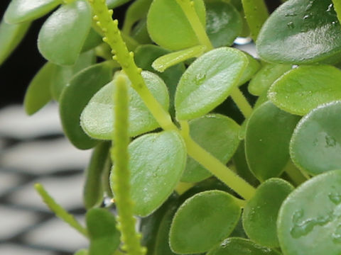 Peperomia japonica