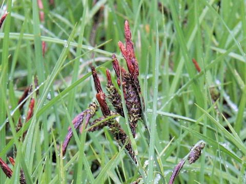 Carex sadoensis