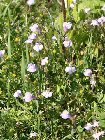 Mazus miquelii