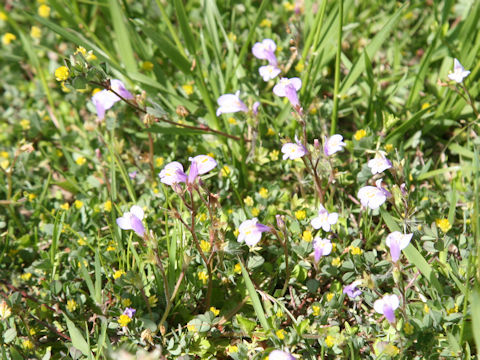 Mazus miquelii