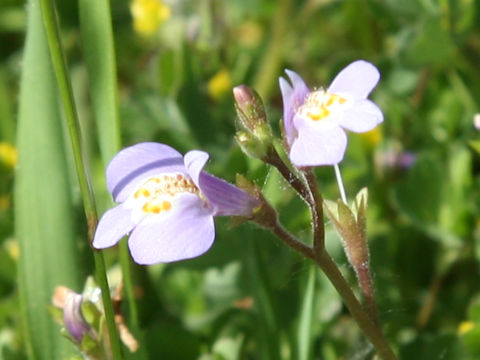 Mazus miquelii