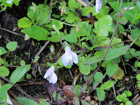 Mazus miquelii