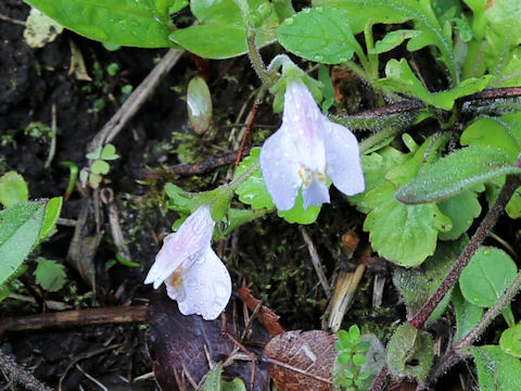 Mazus miquelii