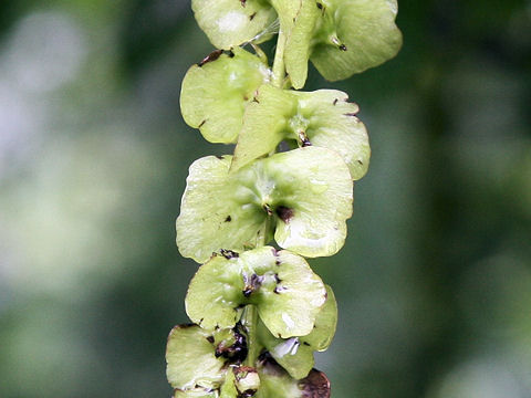 Pterocarya rhoifolia