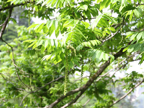 Pterocarya rhoifolia