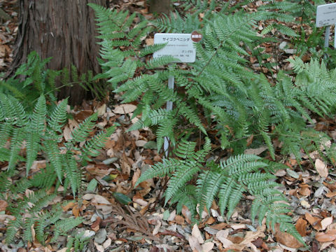 Dryopteris championii