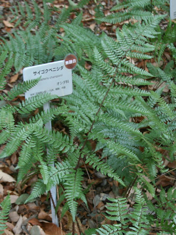 Dryopteris championii