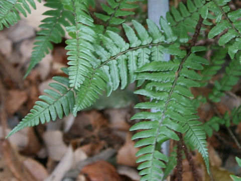 Dryopteris championii