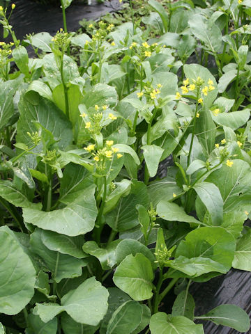 Brassica rapa var. utilis