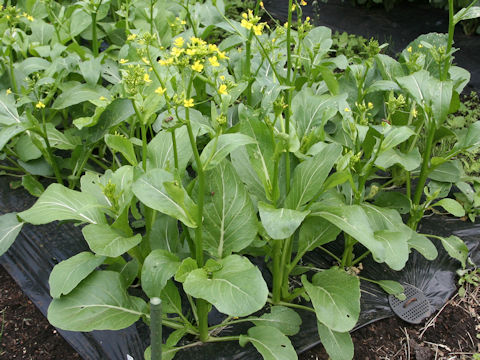Brassica rapa var. utilis