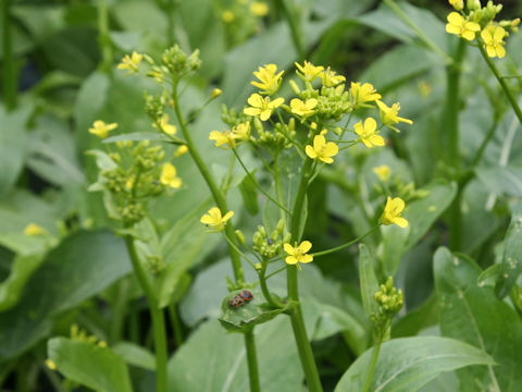 Brassica rapa var. utilis