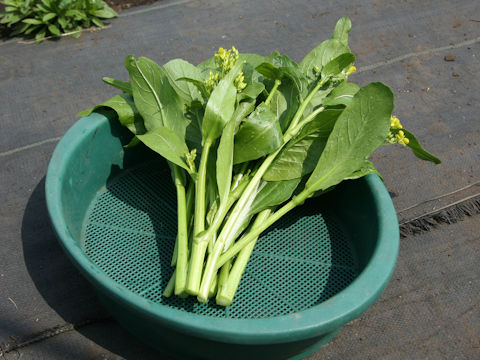 Brassica rapa var. utilis
