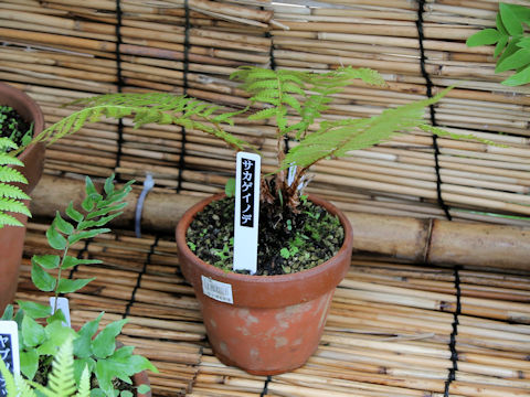 Polystichum retroso-paleaceum