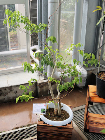 Celtis biondii var. insularis