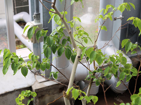 Celtis biondii var. insularis