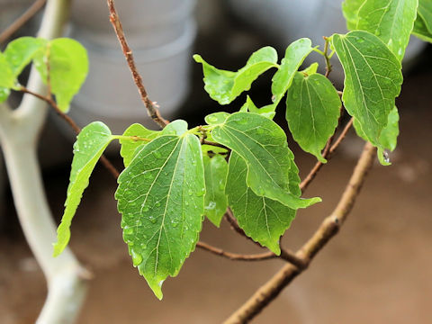 Celtis biondii var. insularis