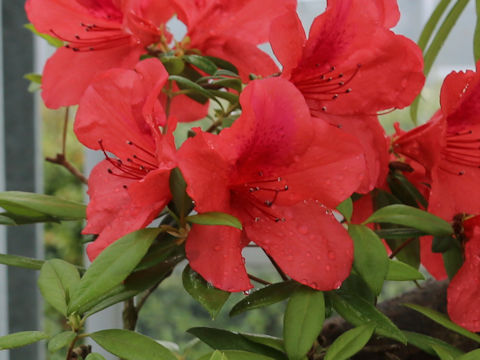 Rhododendron amanoi