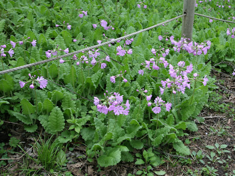 Primula sieboldii