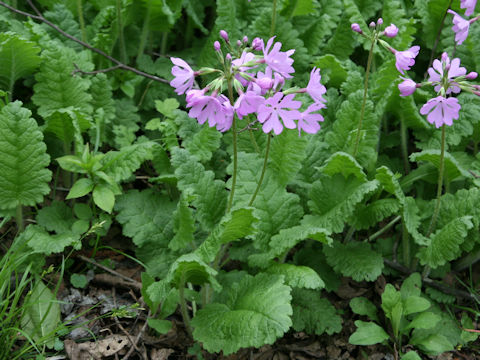 Primula sieboldii