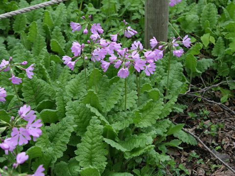 Primula sieboldii