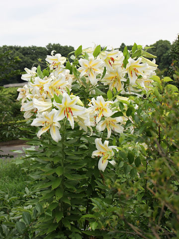 Lilium auratum var. platyphyllum
