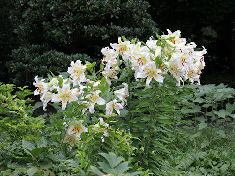 Lilium auratum var. platyphyllum
