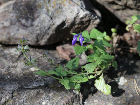 Salvia arizonica
