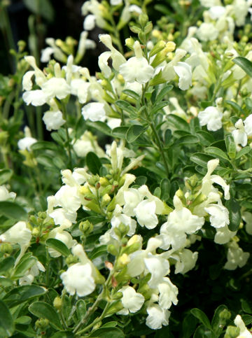 Salvia x jamensis