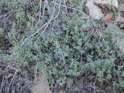 Salvia lycioides