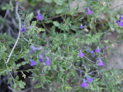 Salvia lycioides