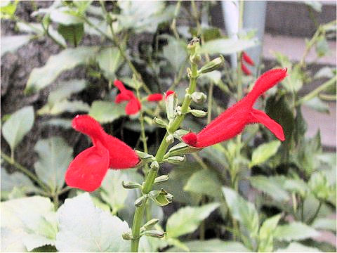 Salvia miniata